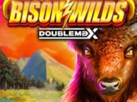 Bison Wilds DoubleMax